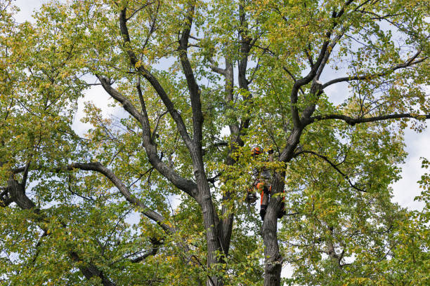 Professional Tree Removal Services in Waurika, OK